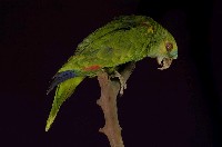 藏品(青頂綠鸚哥)的圖片